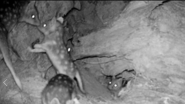 Rare footage of "extinct" baby eastern quolls born in Canberra.