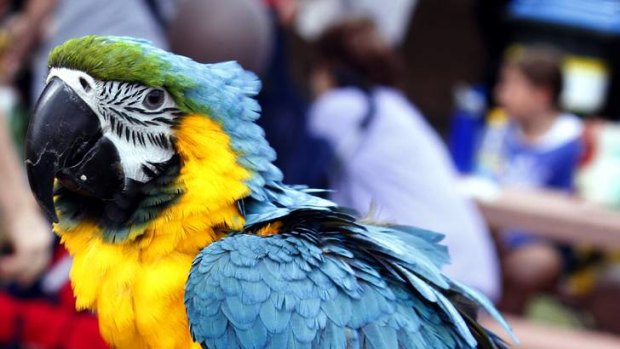 Worth about $7000 each ... a blue and gold macaw.