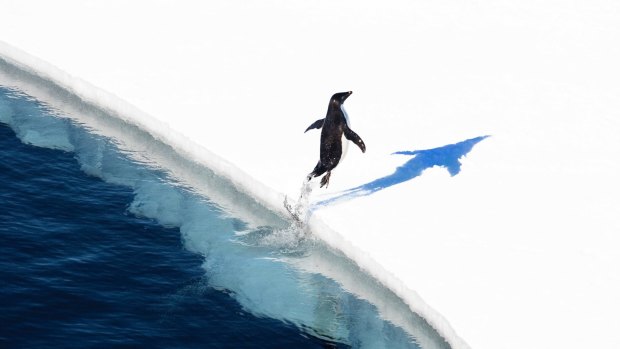 Adelie penguin jumping onto the ice.