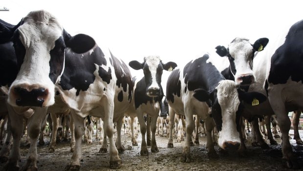 Global demand for dairy products has dropped amid slowing growth in China, the Middle East and some emerging countries.