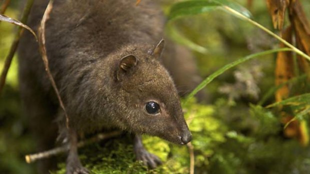 Undisturbed Papuan rainforest ... the world's smallest wallaby.
