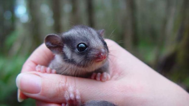 Endangered: Leadbeater's possum.