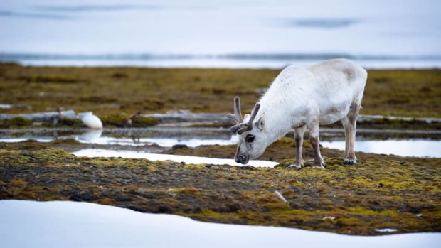 Freezing &#8230; a reindeer makes its way across the snow in the Svalbard archipelago in the Arctic, where the temperature drops to minus 20 degrees in the summer.