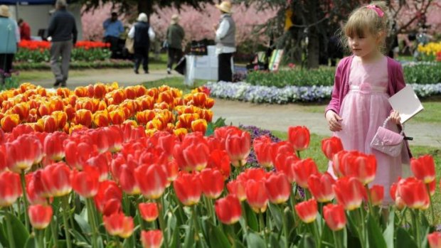 Tulip Top Gardens, off the Old Federal Highway near Sutton, is in bloom for spring flower enthusiasts.