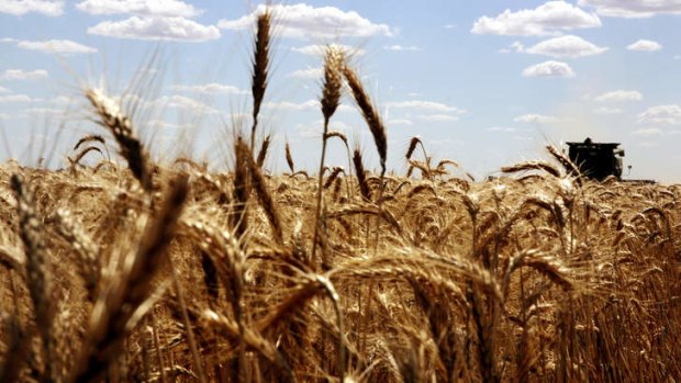The wheat sector is in a slump.
