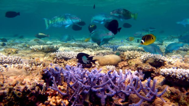 The coral at Rowley Shoals, west of Broome, Western Australia.