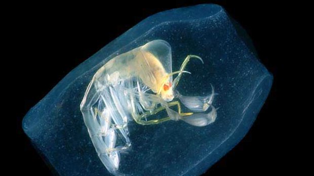 A pelagic amphipod, Phronima sedentaria, in the Gulf of Mexico.