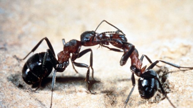 Research shows ants could hold the key to road safety.