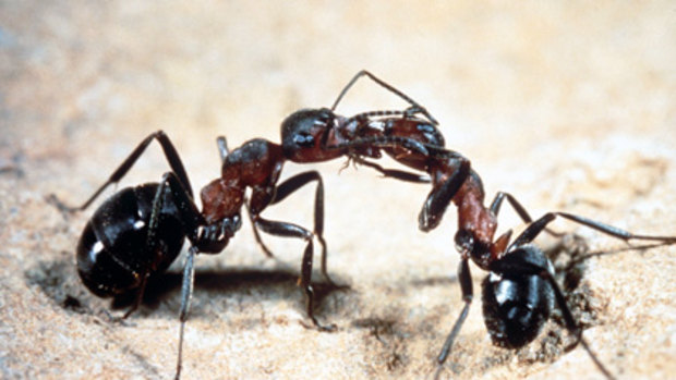 Research shows ants could hold the key to road safety.