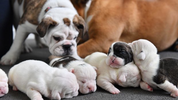 Bulldog puppies fetch prices of up to $4500.