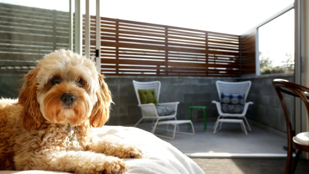 Victoria may amend the Residential Tenancies Act to ban no-pet clauses.