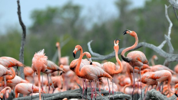 Cuba has the largest flamingo colony in the Western Hemisphere.