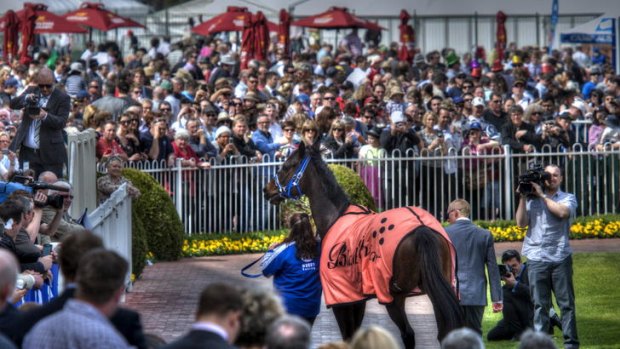 Drew a crowd ... Champion Horse Black Caviar is paraded through the mounting yard at Caulfield last Saturday.