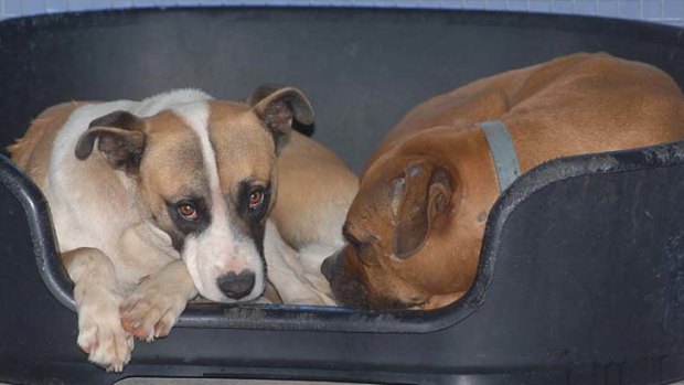 Two of the cross-breed hunting dogs who were involved in the fatal attack on four-year-old Tyra Kuehne.