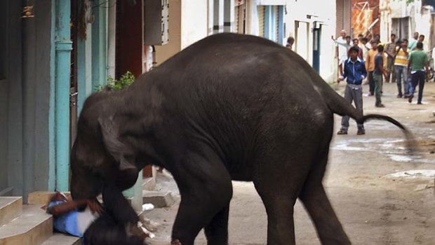 Rampage ... a wild elephant gores a man in Mysore
