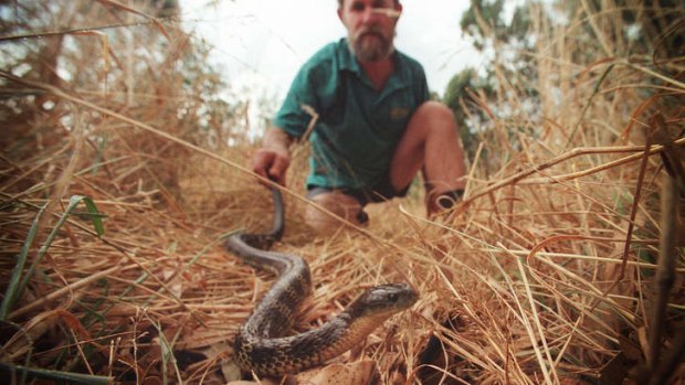 A snake catcher releasing a tiger snake he recovered from a Melbourne backyard.