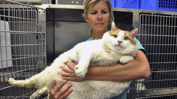 Famed Fat Cat Meow Dies Of Obesity