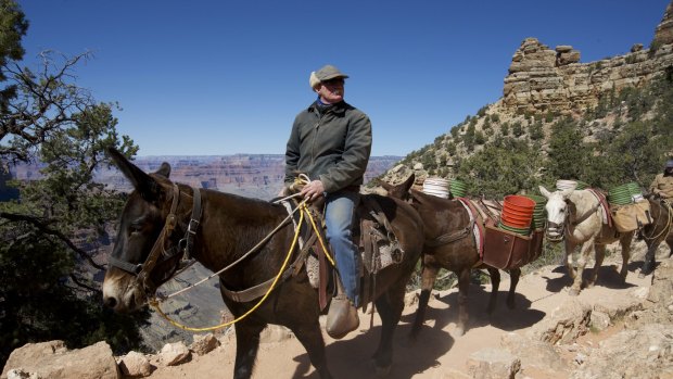 Mules are used to transport much in the Grand Canyon, from refuse to tourists.