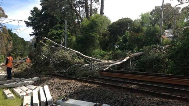 Train services on the Lilydale line between Ringwood and Lilydale suspendedafter a tree fell on the tracks.