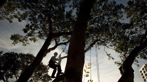 "It was quite enjoyable" ... Ben Wakefield-Lee gets to grips with one of the Tree Climbing Championships events.