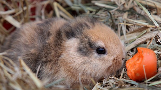 Til was reportedly hidden under hay when he was stepped on.