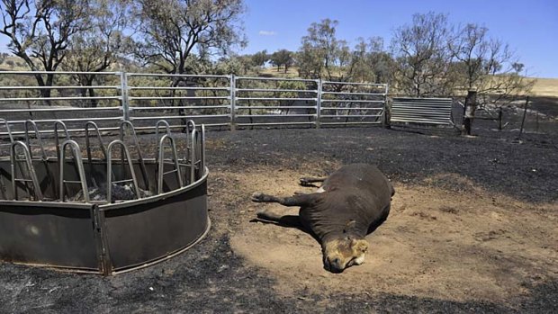 Toll &#8230; animal deaths in fire areas have been high.