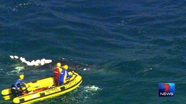Rescuers free the trapped whale.