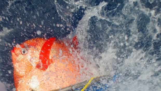 An opah is released with sensors to track temperatures as it dives off the California coast. 