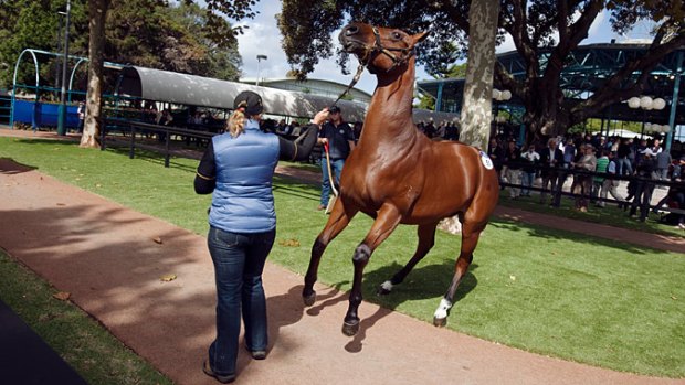 Easy does it: There were plenty of high-class yearlings for sale in Sydney yesterday.
