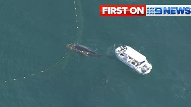 A whale is freed from shark nets off Kirra.