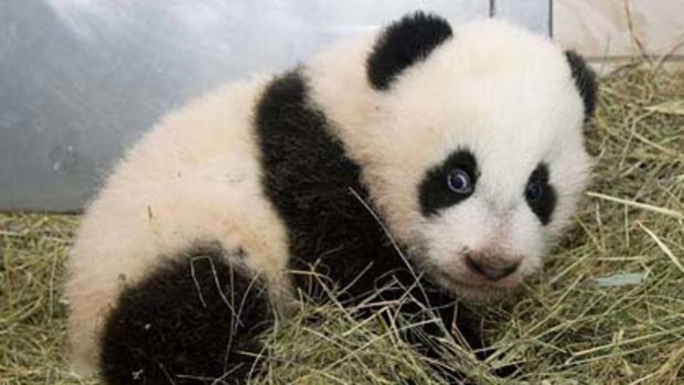 Baby panda Fu Hu in Vienna's Schoenbrunn Zoo.