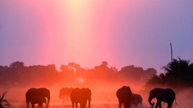 Elephants pass by as the sun sets.