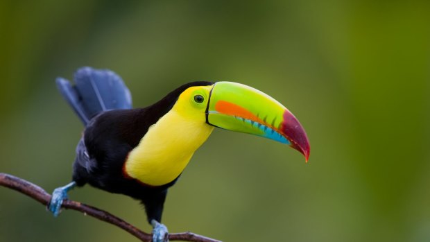 A keel-billed toucan in Costa Rica.