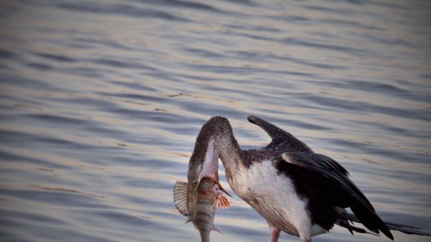 The cormorant flips the redfin into the air so it can swallow the fish head first.