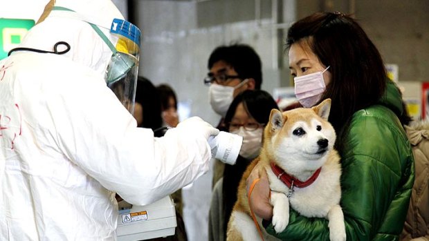 A woman and her dog are checked for radiation levels.