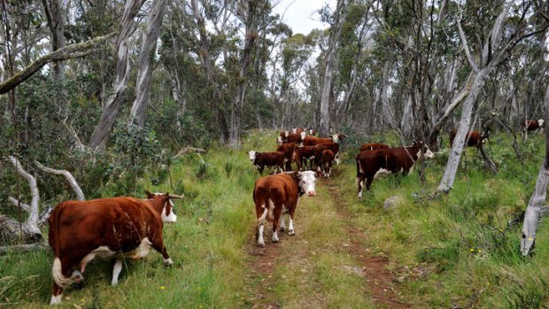 Safely grazing: cattle on the Dargo High Plains in the Alpine National Park.
