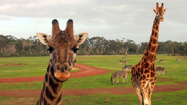 Giraffes and zebras  at Werribee zoo yesterday.