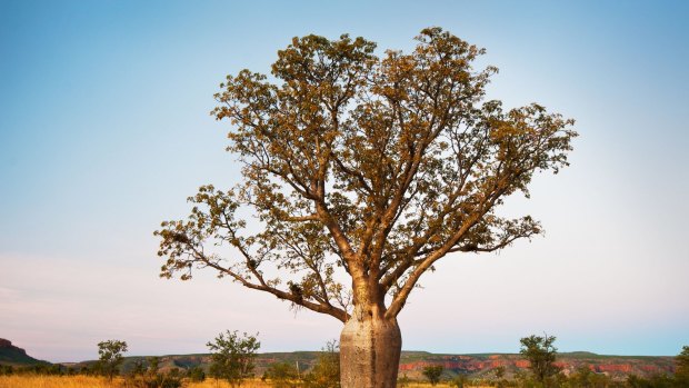 The boab tree is an icon of the Kimberley.