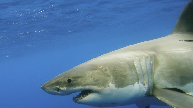 Shark protection technologies have been shortlisted for trials in NSW