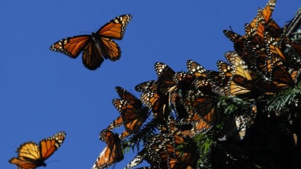 Once abundant in huge numbers, fewer monarch butterflies are taking flight.