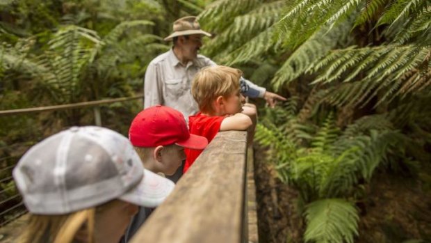 Nature buzz: Enjoy the flora and fauna at Otway Fly Treetop Adventures in Weeaproinah.