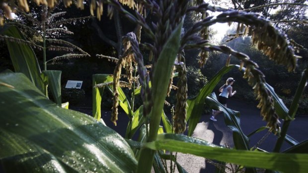 Corn is growing unusually well for this time of the year at the Royal Botanic Gardens.
