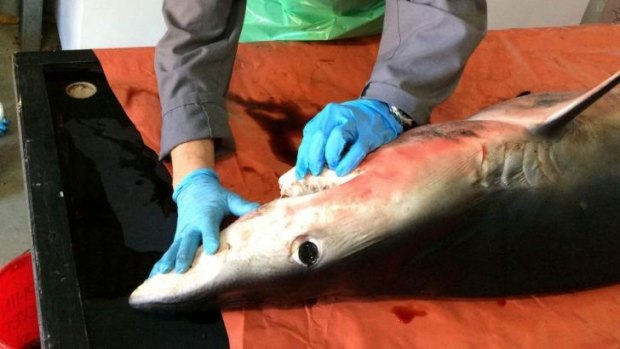 An autopsy will be performed to determine the fate of a rare blue shark that was found at Byron Bay.