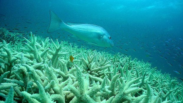 Serious concerns about the future of the Great Barrier Reef are valid, conservationists say.