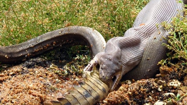 A snake battles to eat a crocodile at Lake Moondarra near Mt Isa.