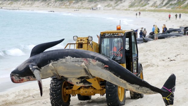 One of the dead whales is carried away by a front-end loader.