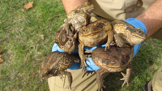 Seven live cane toads were found.