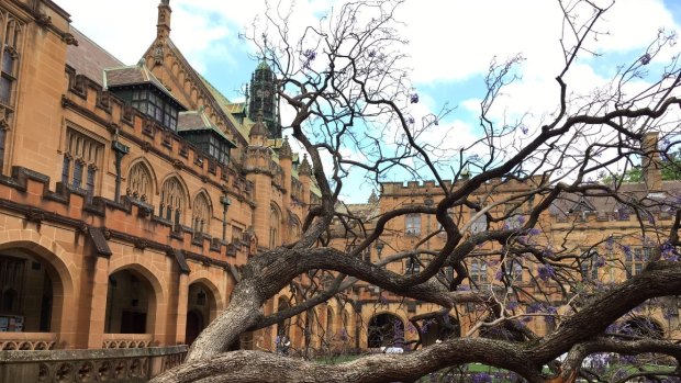 The fallen jacaranda tree in the University of Sydney quadrangle. 