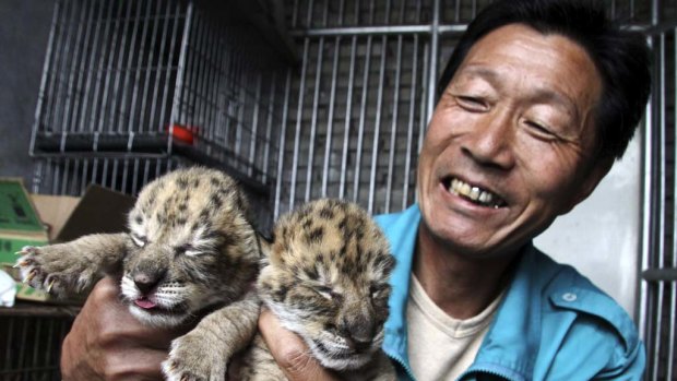 A zoo worker in China shows the two liger cubs.