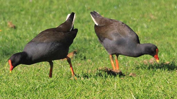 Dusky moorhens at Tomato Lake